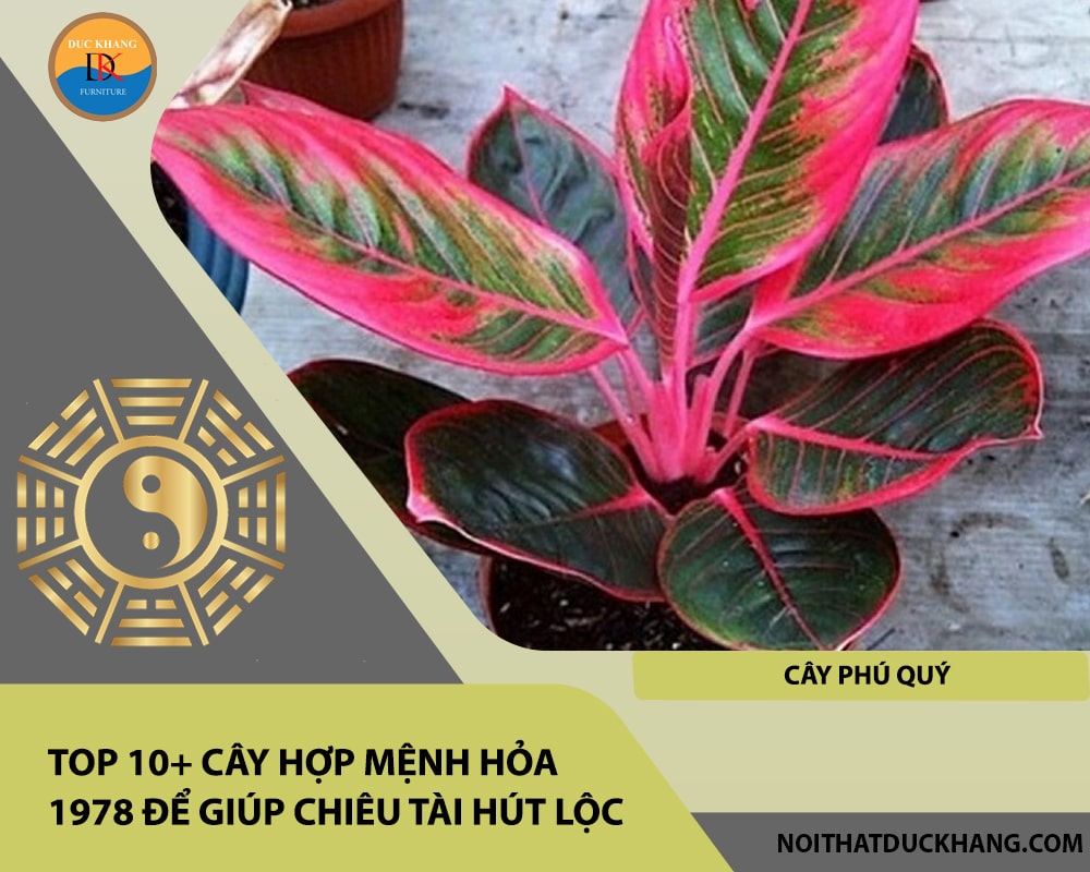Top 10+ cây hợp mệnh Hỏa 1978 để giúp chiêu tài hút lộc - Cây phú quý