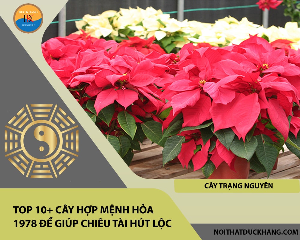 Top 10+ cây hợp mệnh Hỏa 1978 để giúp chiêu tài hút lộc - Cây trạng nguyên