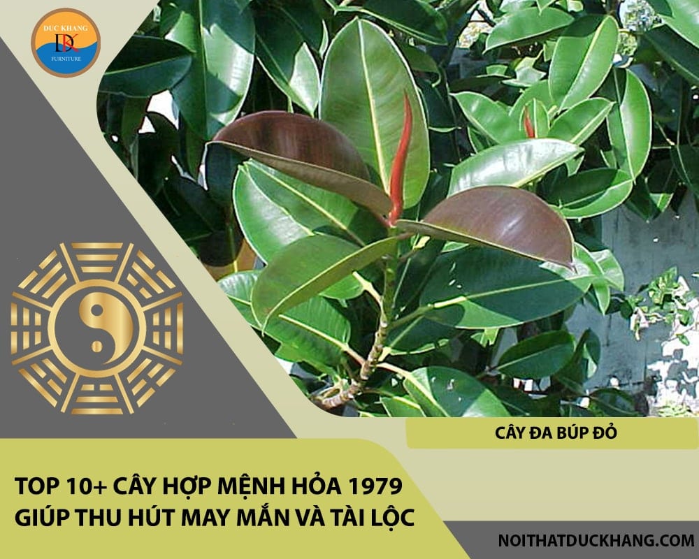 Top 10+ cây hợp mệnh Hỏa 1979 giúp thu hút may mắn và tài lộc - Cây đa búp đỏ Top 10+ cây hợp mệnh Hỏa 1979 giúp thu hút may mắn và tài lộc - Cây đa búp đỏ