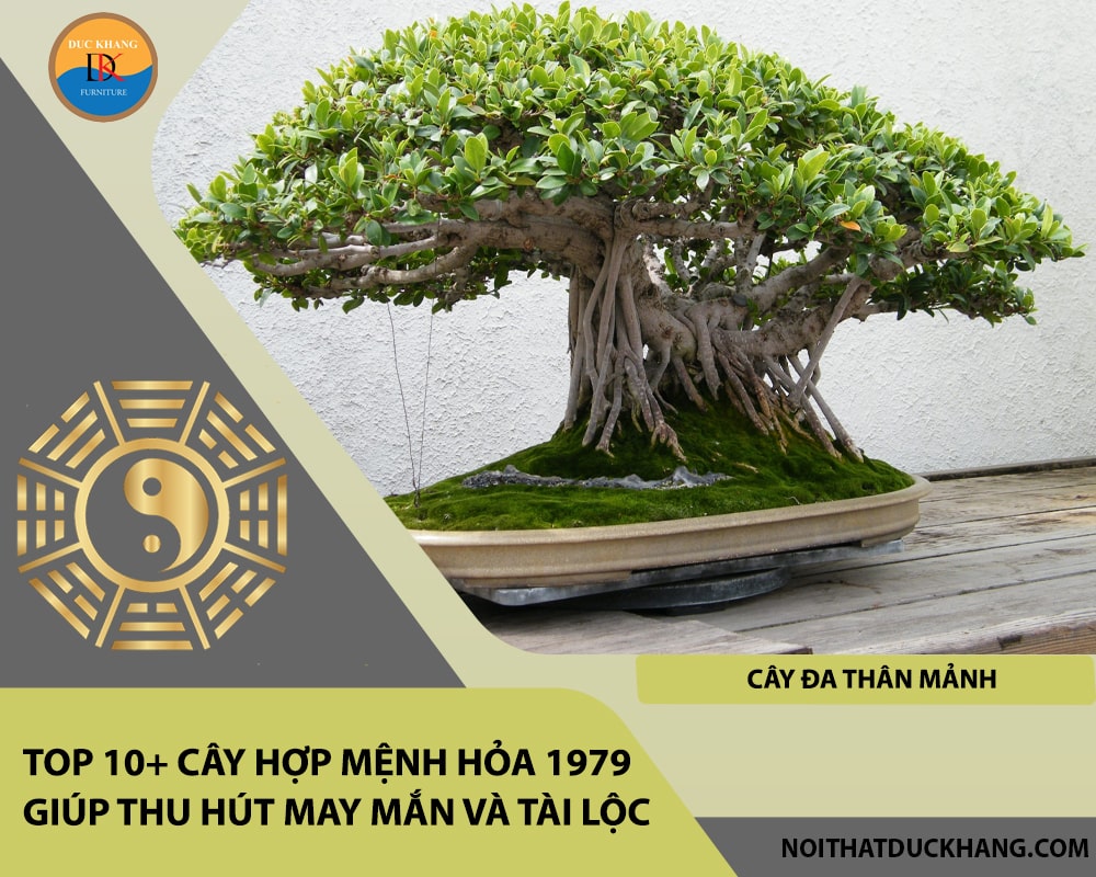 Top 10+ cây hợp mệnh Hỏa 1979 giúp thu hút may mắn và tài lộc - Cây đa thân mảnh Top 10+ cây hợp mệnh Hỏa 1979 giúp thu hút may mắn và tài lộc - Cây đa thân mảnh