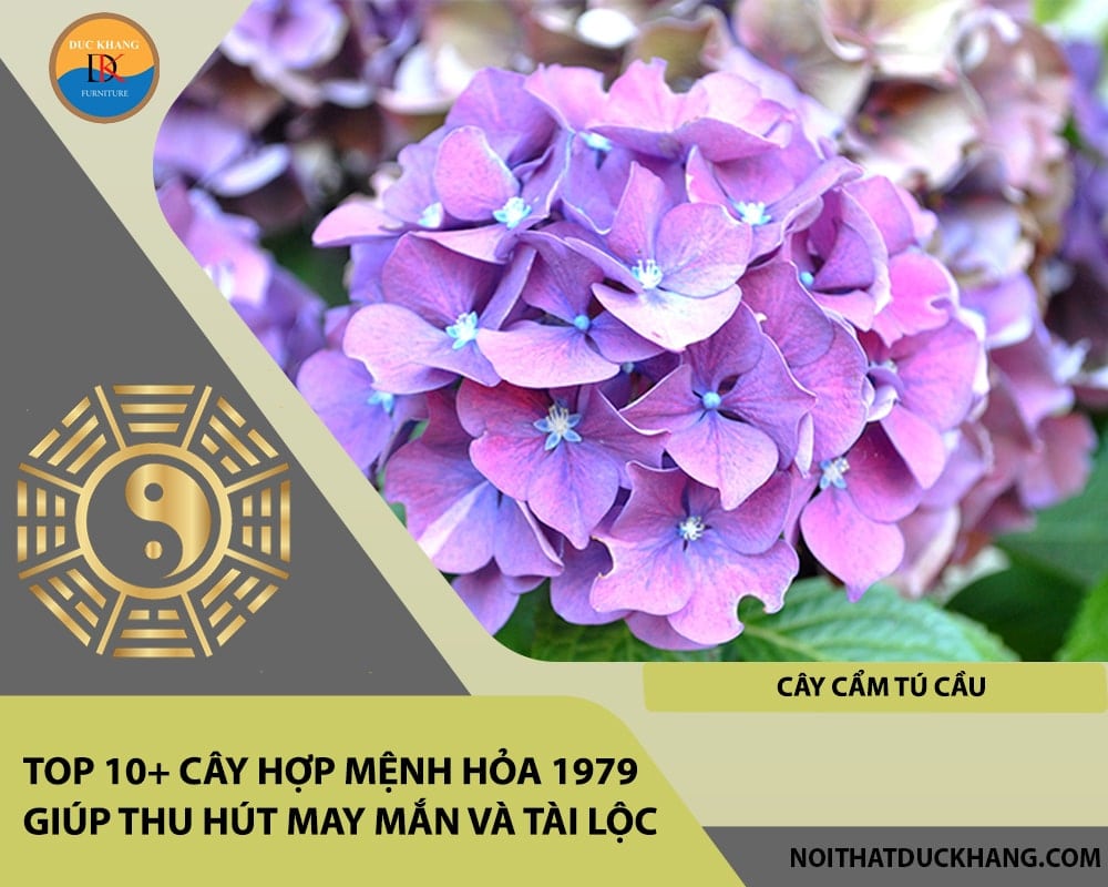 Top 10+ cây hợp mệnh Hỏa 1979 giúp thu hút may mắn và tài lộc - Cây cẩm tú cầu Top 10+ cây hợp mệnh Hỏa 1979 giúp thu hút may mắn và tài lộc - Cây cẩm tú cầu