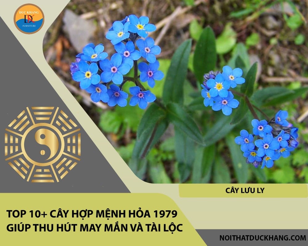 Top 10+ cây hợp mệnh Hỏa 1979 giúp thu hút may mắn và tài lộc - Cây lưu ly Top 10+ cây hợp mệnh Hỏa 1979 giúp thu hút may mắn và tài lộc - Cây lưu ly