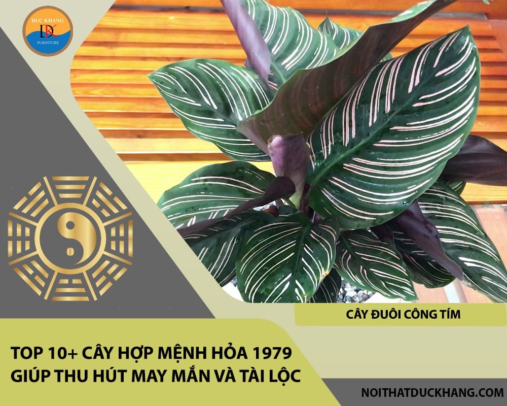 Top 10+ cây hợp mệnh Hỏa 1979 giúp thu hút may mắn và tài lộc - Cây đuôi công tím Top 10+ cây hợp mệnh Hỏa 1979 giúp thu hút may mắn và tài lộc - Cây đuôi công tím