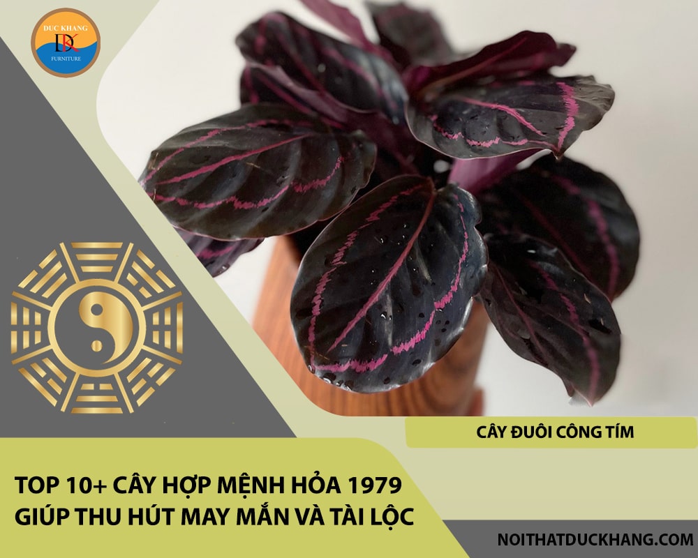 Top 10+ cây hợp mệnh Hỏa 1979 giúp thu hút may mắn và tài lộc - Cây đuôi công tím Top 10+ cây hợp mệnh Hỏa 1979 giúp thu hút may mắn và tài lộc - Cây đuôi công tím