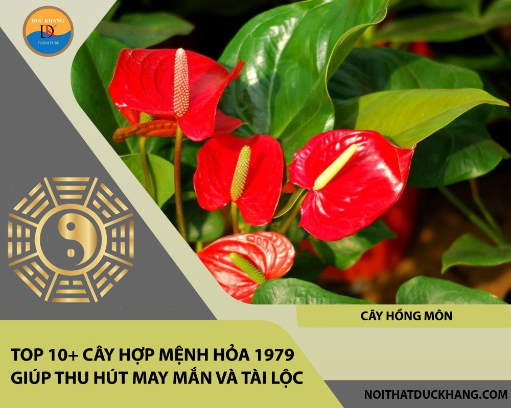 Top 10+ cây hợp mệnh Hỏa 1979 giúp thu hút may mắn và tài lộc - Cây hồng môn Top 10+ cây hợp mệnh Hỏa 1979 giúp thu hút may mắn và tài lộc - Cây hồng môn