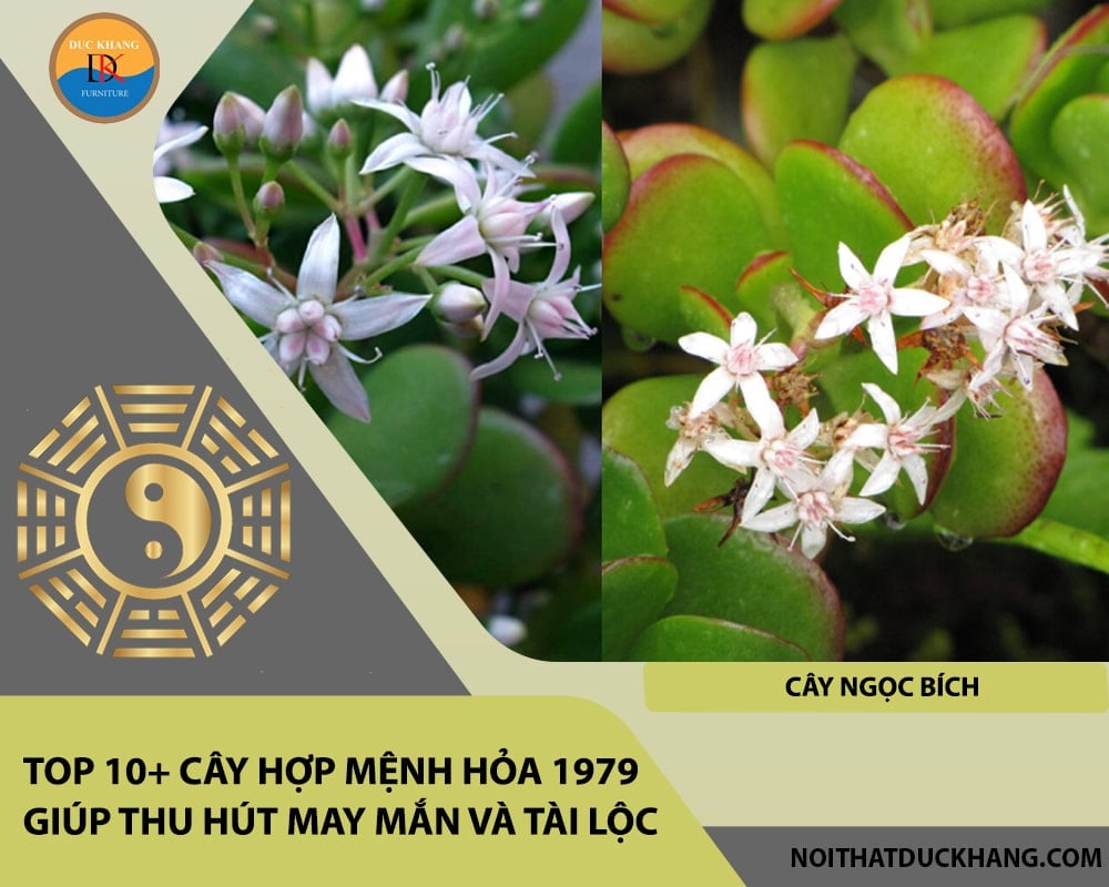 Top 10+ cây hợp mệnh Hỏa 1979 giúp thu hút may mắn và tài lộc - Cây ngọc bích Top 10+ cây hợp mệnh Hỏa 1979 giúp thu hút may mắn và tài lộc - Cây ngọc bích