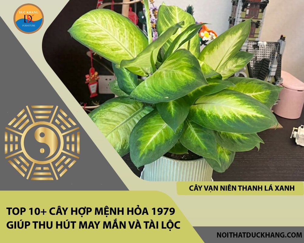 Top 10+ cây hợp mệnh Hỏa 1979 giúp thu hút may mắn và tài lộc - Cây vạn niên thanh lá xanh Top 10+ cây hợp mệnh Hỏa 1979 giúp thu hút may mắn và tài lộc - Cây vạn niên thanh lá xanh