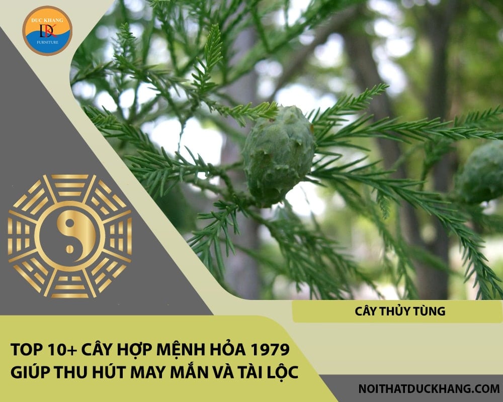 Top 10+ cây hợp mệnh Hỏa 1979 giúp thu hút may mắn và tài lộc - Cây thủy tùng Top 10+ cây hợp mệnh Hỏa 1979 giúp thu hút may mắn và tài lộc - Cây thủy tùng