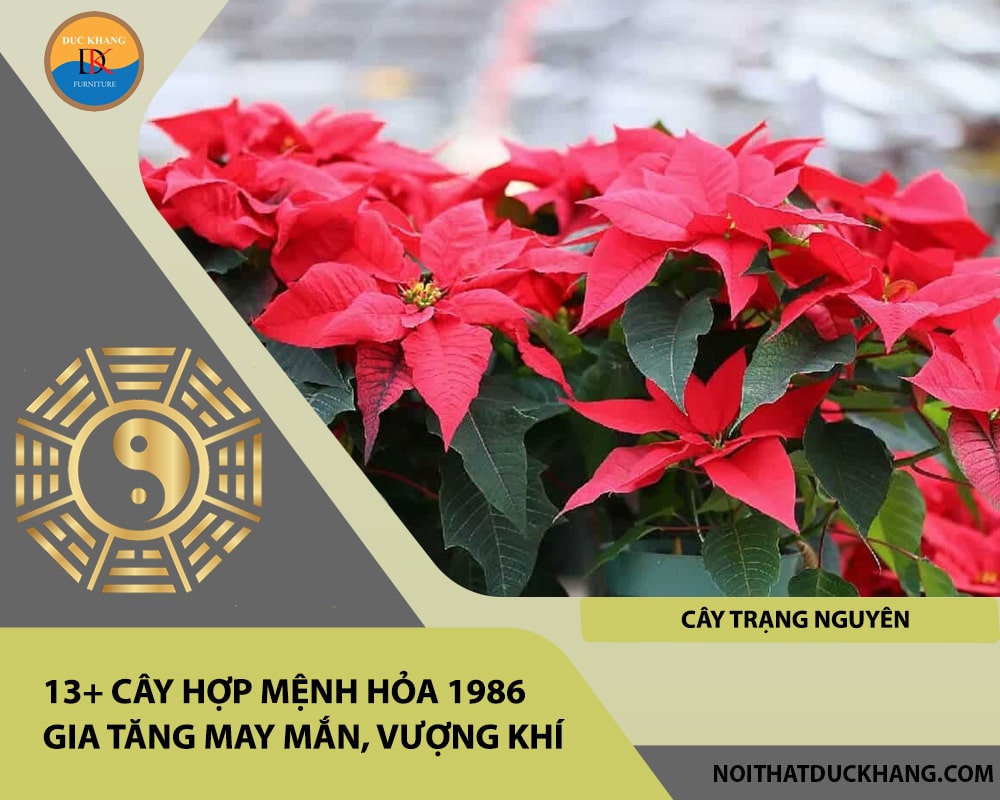 13+ Cây hợp mệnh Hỏa 1986 gia tăng may mắn, vượng khí - Cây trạng nguyên 13+ Cây hợp mệnh Hỏa 1986 gia tăng may mắn, vượng khí - Cây trạng nguyên