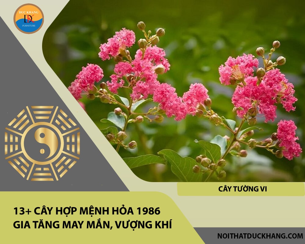 13+ Cây hợp mệnh Hỏa 1986 gia tăng may mắn, vượng khí - Cây tường vi 13+ Cây hợp mệnh Hỏa 1986 gia tăng may mắn, vượng khí - Cây tường vi