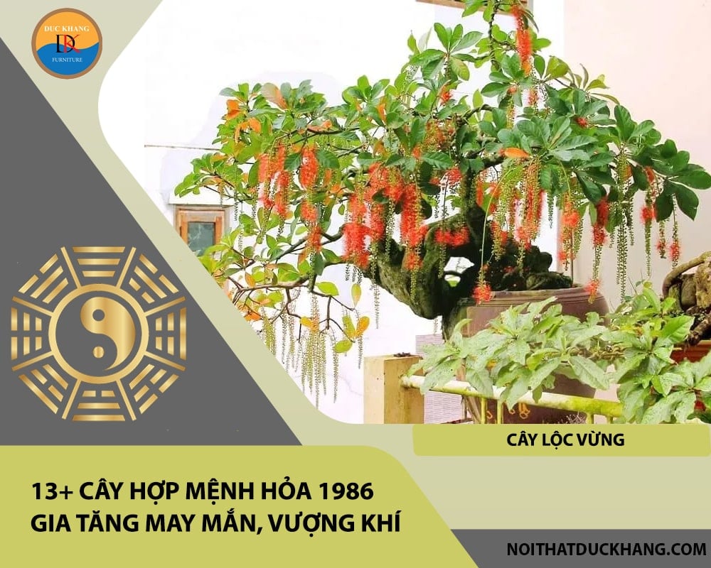 13+ Cây hợp mệnh Hỏa 1986 gia tăng may mắn, vượng khí - Cây lộc vừng 13+ Cây hợp mệnh Hỏa 1986 gia tăng may mắn, vượng khí - Cây lộc vừng