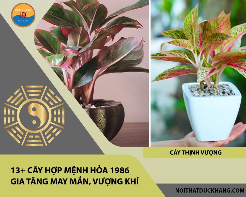 13+ Cây hợp mệnh Hỏa 1986 gia tăng may mắn, vượng khí - Cây thịnh vượng 13+ Cây hợp mệnh Hỏa 1986 gia tăng may mắn, vượng khí - Cây thịnh vượng