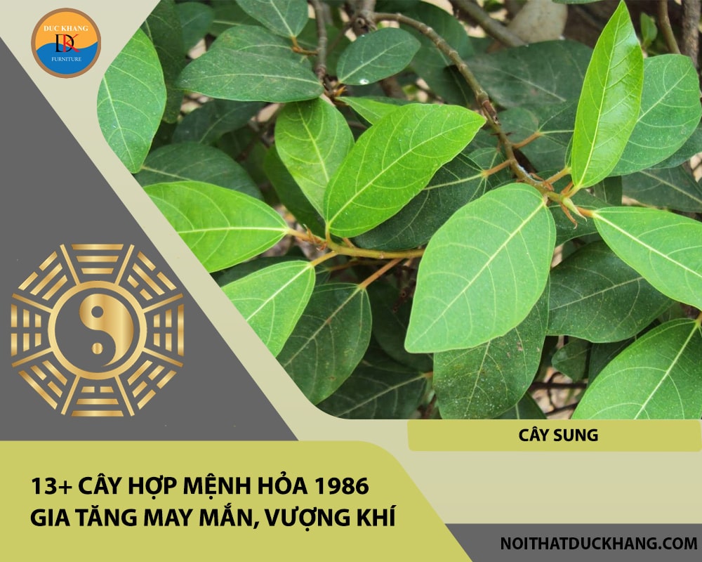 13+ Cây hợp mệnh Hỏa 1986 gia tăng may mắn, vượng khí - Cây sung 13+ Cây hợp mệnh Hỏa 1986 gia tăng may mắn, vượng khí - Cây sung