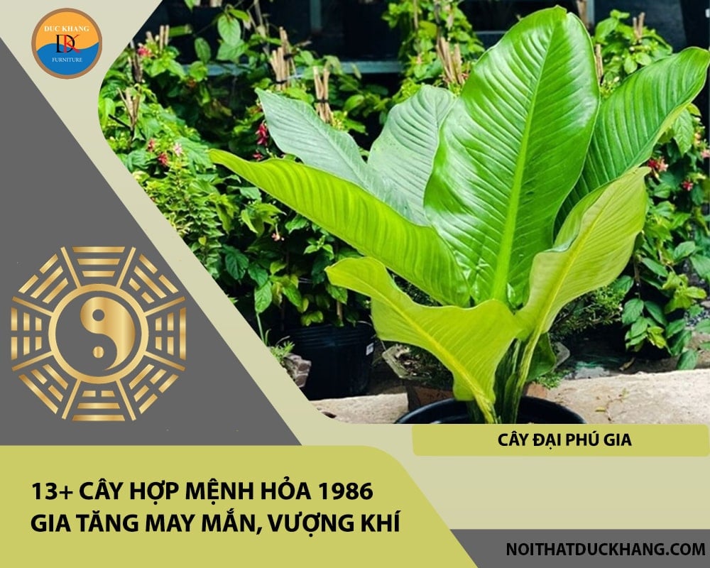 13+ Cây hợp mệnh Hỏa 1986 gia tăng may mắn, vượng khí - Cây đại phú gia 13+ Cây hợp mệnh Hỏa 1986 gia tăng may mắn, vượng khí - Cây đại phú gia
