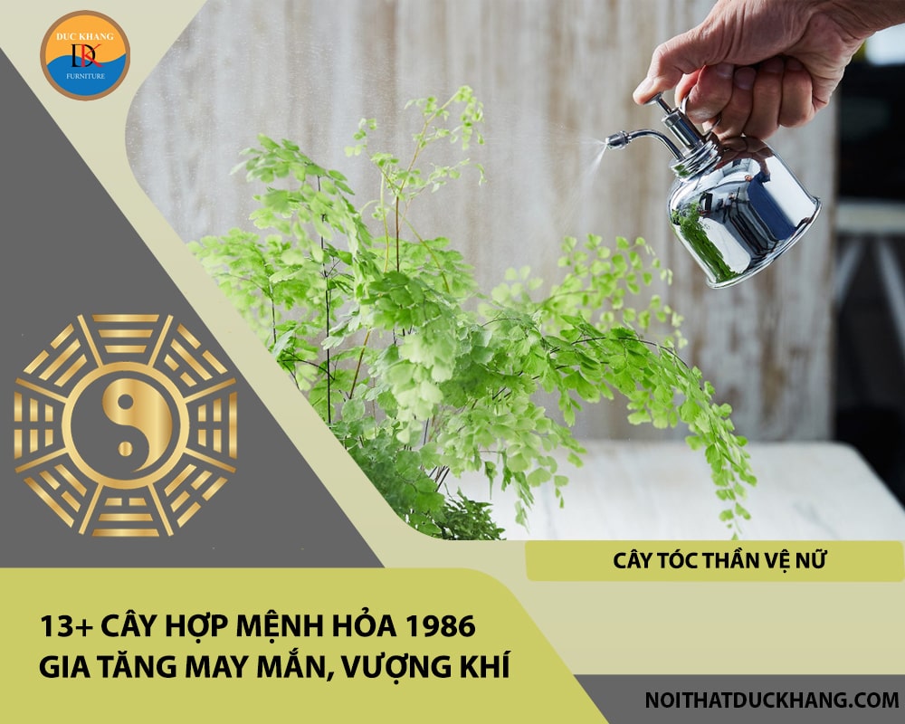 13+ Cây hợp mệnh Hỏa 1986 gia tăng may mắn, vượng khí - Cây tóc thần vệ nữ 13+ Cây hợp mệnh Hỏa 1986 gia tăng may mắn, vượng khí - Cây tóc thần vệ nữ