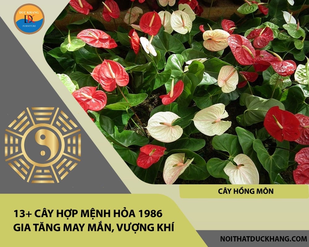 13+ Cây hợp mệnh Hỏa 1986 gia tăng may mắn, vượng khí - Cây hồng môn 13+ Cây hợp mệnh Hỏa 1986 gia tăng may mắn, vượng khí - Cây hồng môn