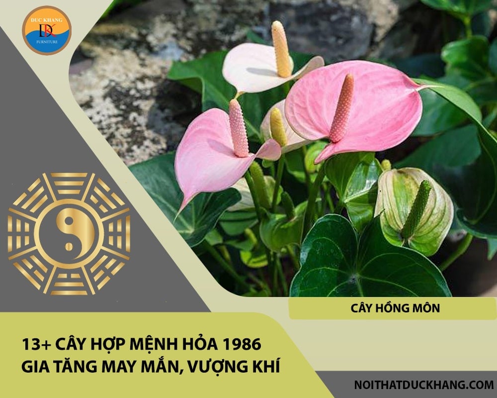 13+ Cây hợp mệnh Hỏa 1986 gia tăng may mắn, vượng khí - Cây hồng môn 13+ Cây hợp mệnh Hỏa 1986 gia tăng may mắn, vượng khí - Cây hồng môn