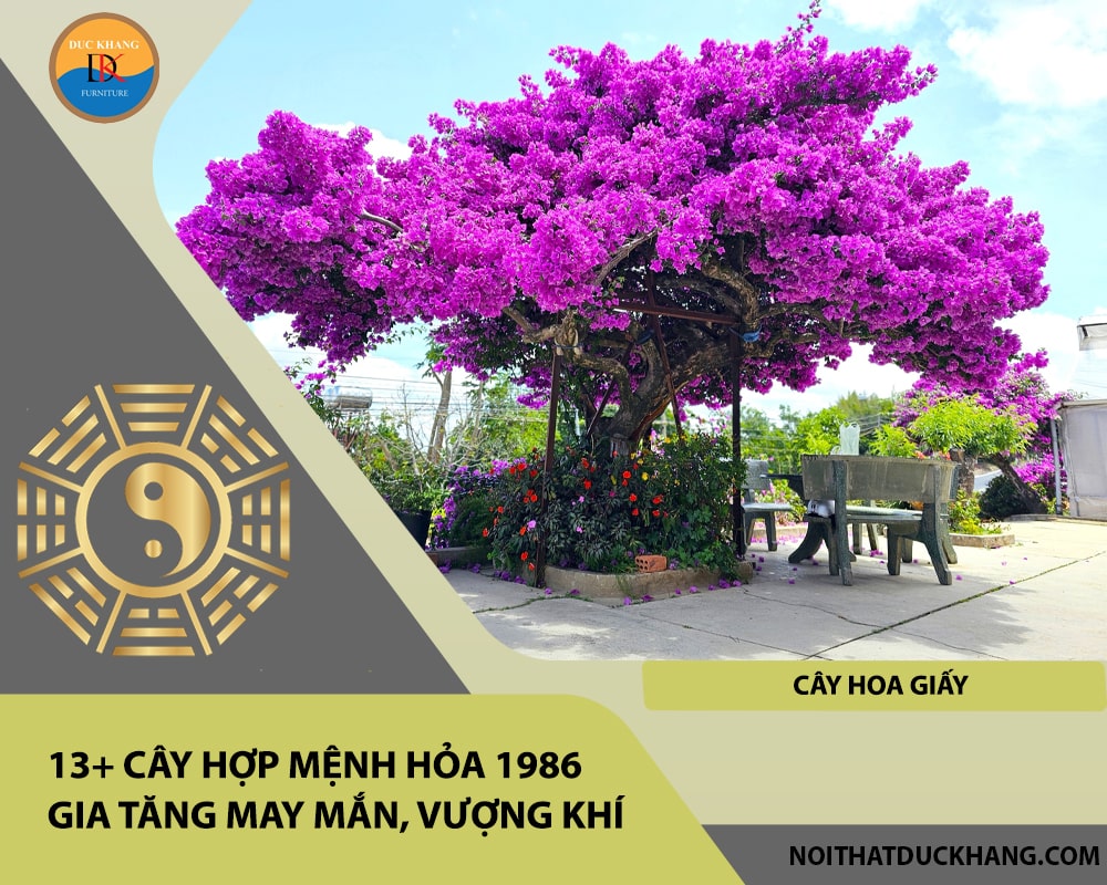13+ Cây hợp mệnh Hỏa 1986 gia tăng may mắn, vượng khí - Cây hoa giấy 13+ Cây hợp mệnh Hỏa 1986 gia tăng may mắn, vượng khí - Cây hoa giấy