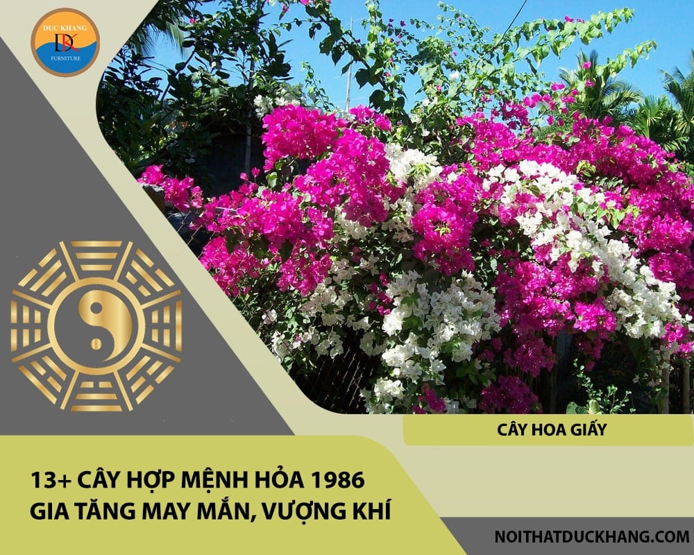 13+ Cây hợp mệnh Hỏa 1986 gia tăng may mắn, vượng khí - Cây hoa giấy 13+ Cây hợp mệnh Hỏa 1986 gia tăng may mắn, vượng khí - Cây hoa giấy