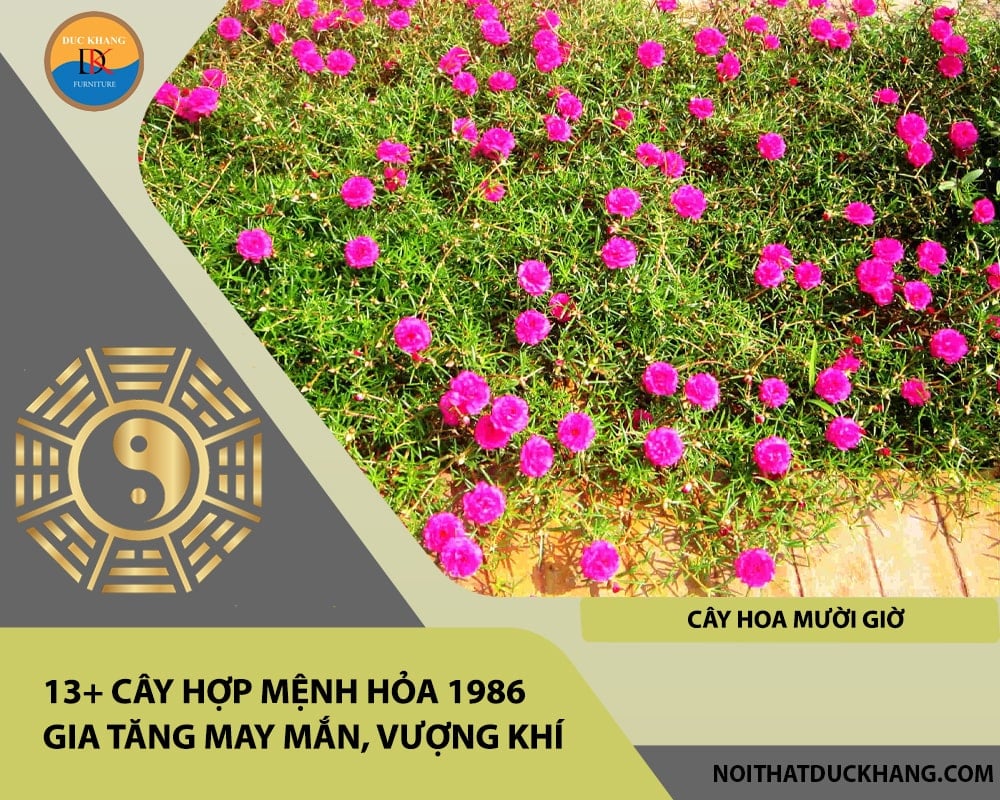 13+ Cây hợp mệnh Hỏa 1986 gia tăng may mắn, vượng khí - Cây hoa mười giờ 13+ Cây hợp mệnh Hỏa 1986 gia tăng may mắn, vượng khí - Cây hoa mười giờ