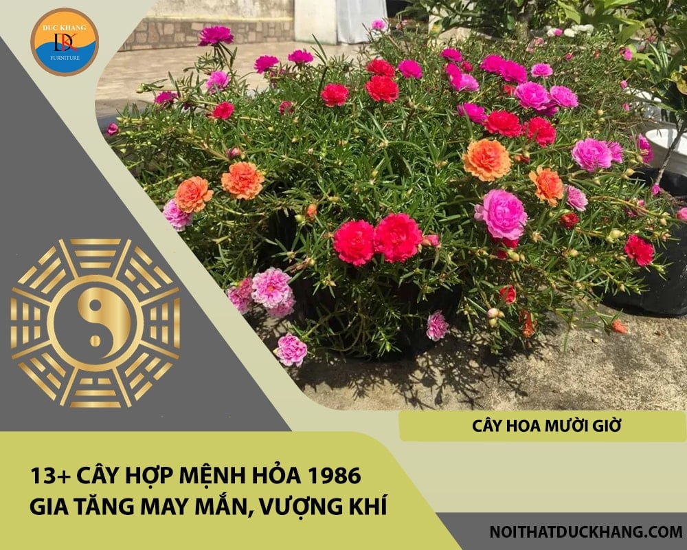 13+ Cây hợp mệnh Hỏa 1986 gia tăng may mắn, vượng khí - Cây hoa mười giờ 13+ Cây hợp mệnh Hỏa 1986 gia tăng may mắn, vượng khí - Cây hoa mười giờ