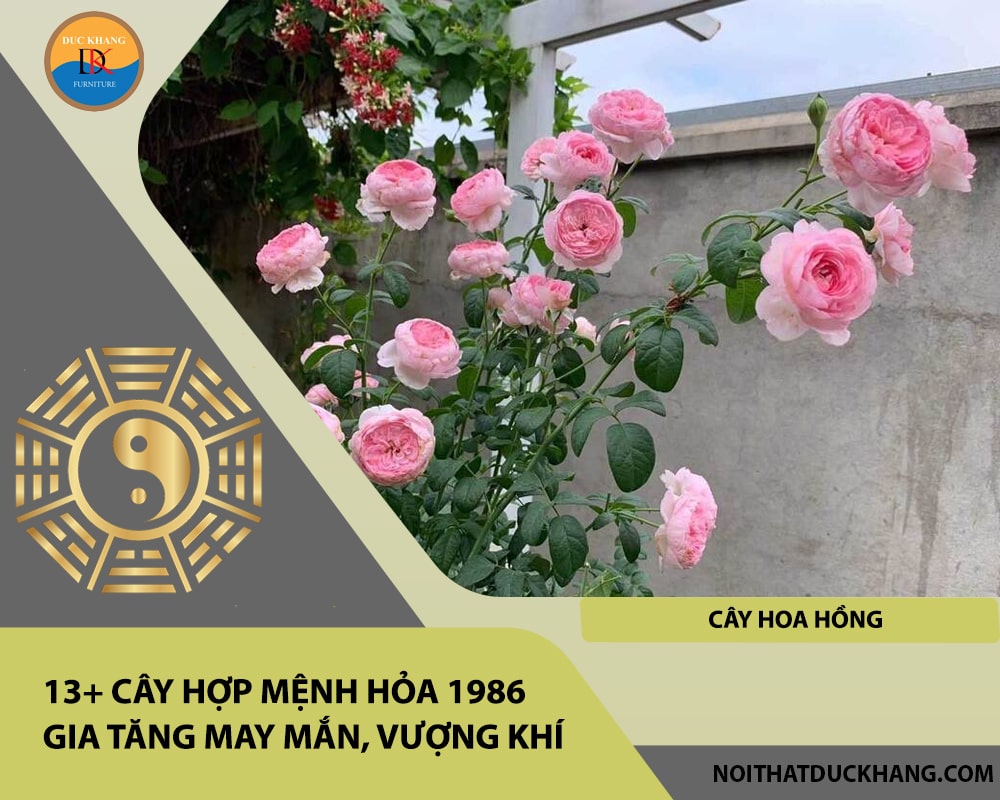 13+ Cây hợp mệnh Hỏa 1986 gia tăng may mắn, vượng khí - Cây hoa hồng 13+ Cây hợp mệnh Hỏa 1986 gia tăng may mắn, vượng khí - Cây hoa hồng
