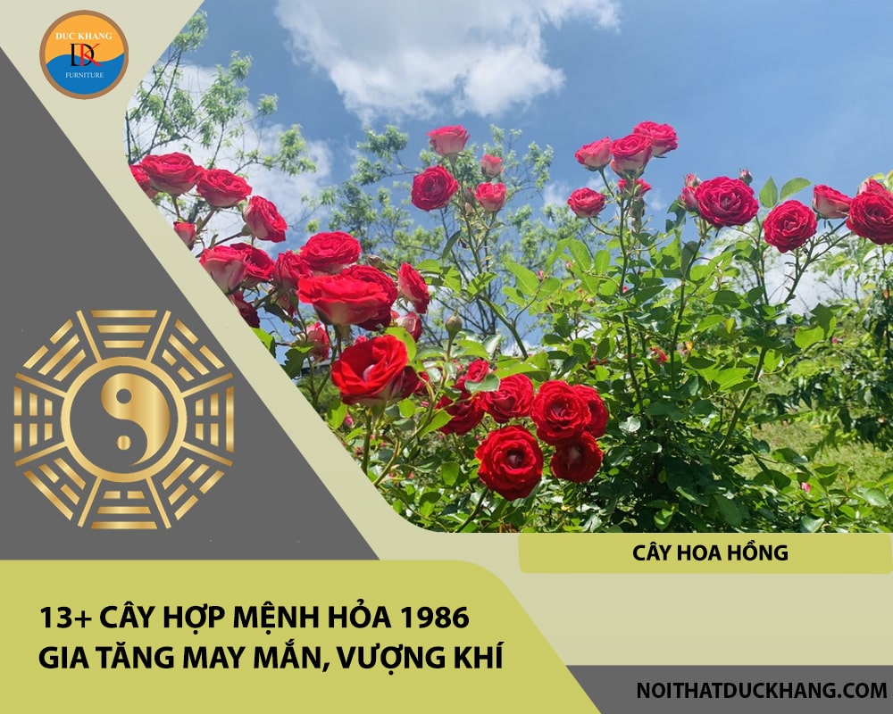 13+ Cây hợp mệnh Hỏa 1986 gia tăng may mắn, vượng khí