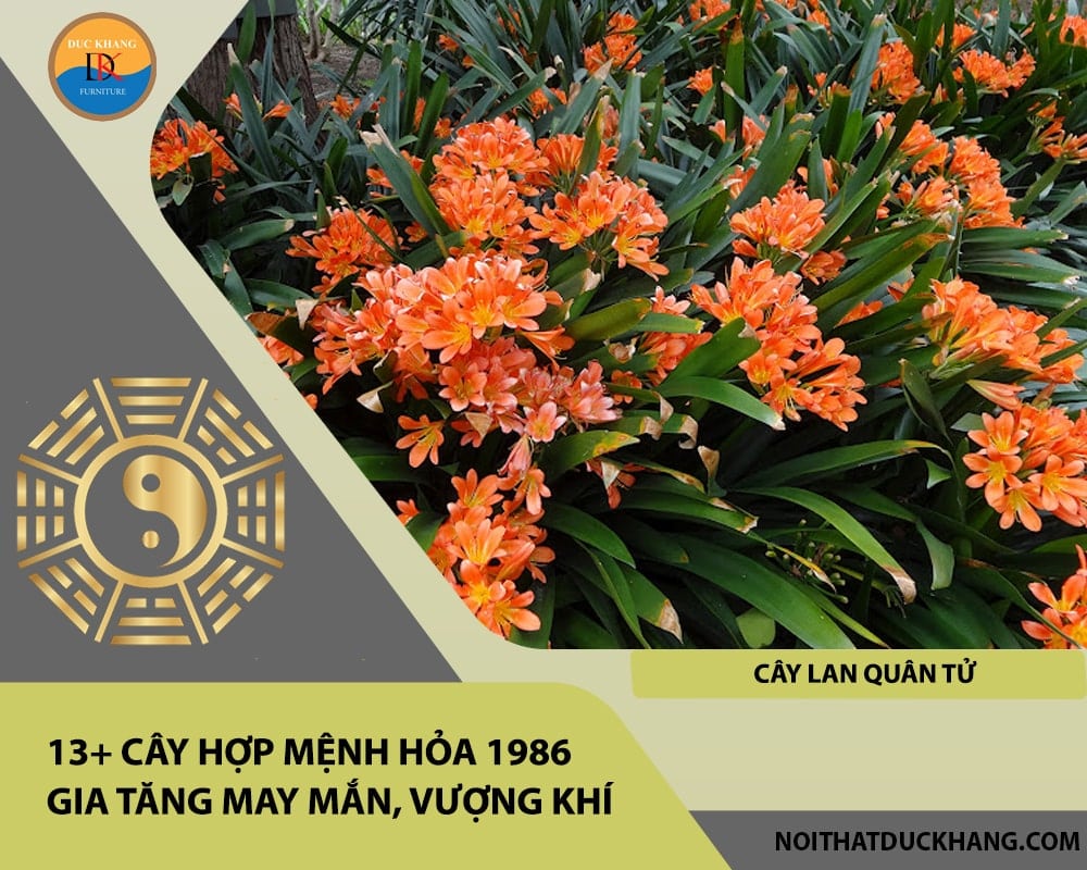 13+ Cây hợp mệnh Hỏa 1986 gia tăng may mắn, vượng khí - Cây lan quân tử 13+ Cây hợp mệnh Hỏa 1986 gia tăng may mắn, vượng khí - Cây lan quân tử