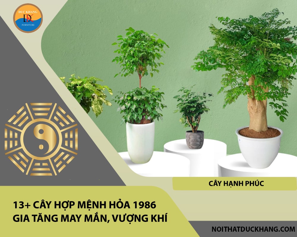 13+ Cây hợp mệnh Hỏa 1986 gia tăng may mắn, vượng khí - Cây hạnh phúc 13+ Cây hợp mệnh Hỏa 1986 gia tăng may mắn, vượng khí - Cây hạnh phúc
