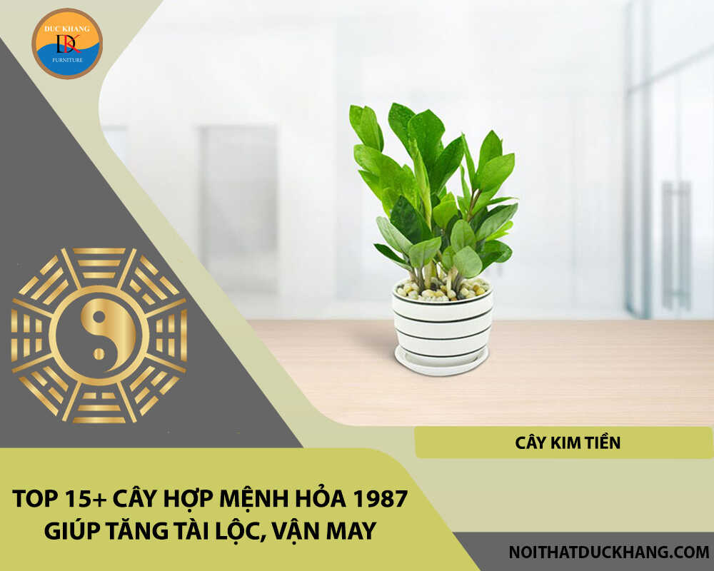 Top 15+ cây hợp mệnh Hỏa 1987 giúp tăng tài lộc, vận may - Cây kim tiền
