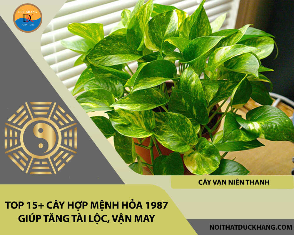 Top 15+ cây hợp mệnh Hỏa 1987 giúp tăng tài lộc, vận may - Cây vạn niên thanh