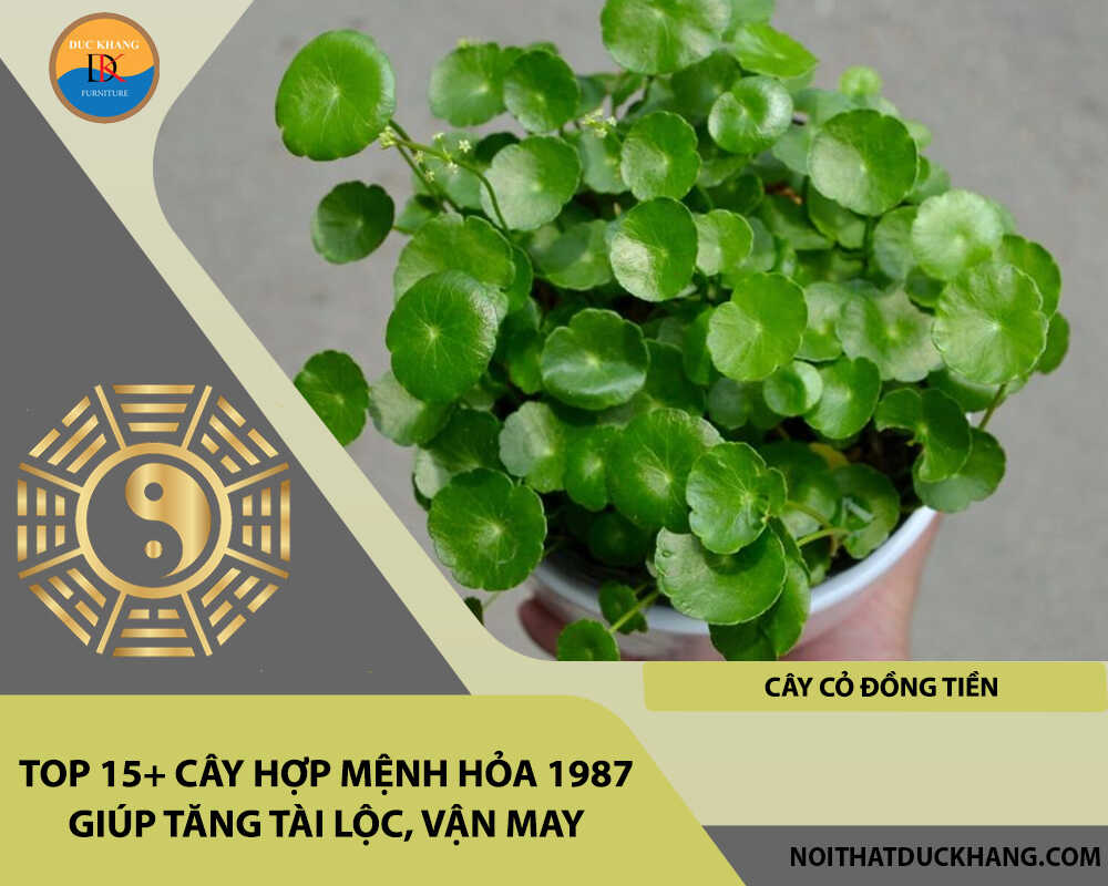 Top 15+ cây hợp mệnh Hỏa 1987 giúp tăng tài lộc, vận may - Cây cỏ đồng tiền
