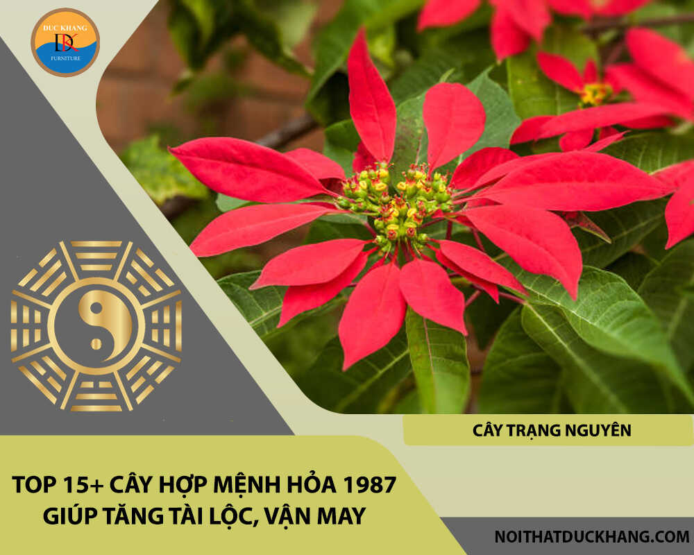 Top 15+ cây hợp mệnh Hỏa 1987 giúp tăng tài lộc, vận may - Cây trạng nguyên