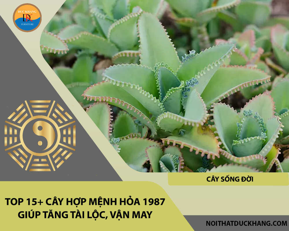 Top 15+ cây hợp mệnh Hỏa 1987 giúp tăng tài lộc, vận may - Cây sống đời