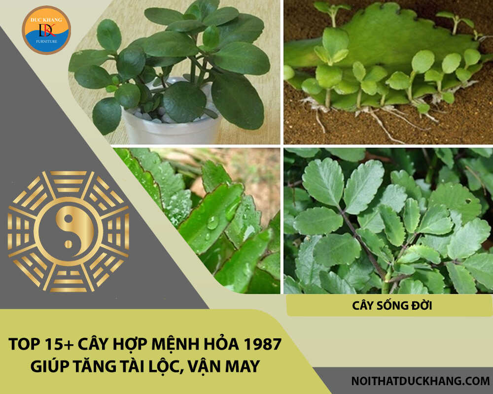 Top 15+ cây hợp mệnh Hỏa 1987 giúp tăng tài lộc, vận may - Cây sống đời