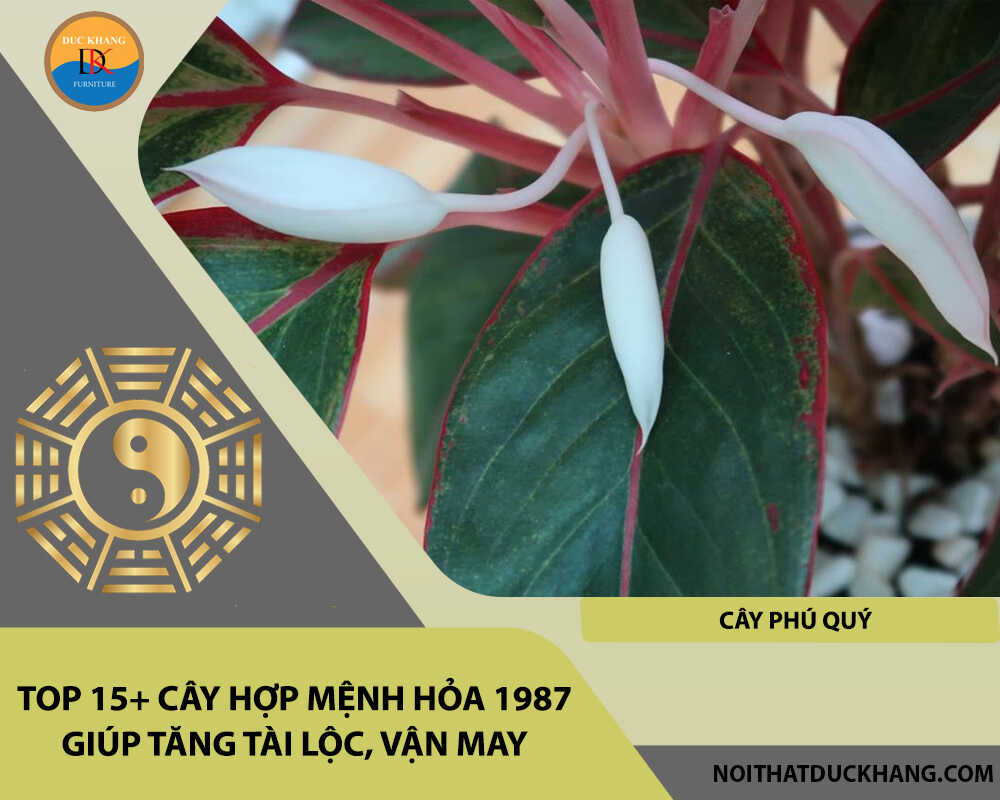 Top 15+ cây hợp mệnh Hỏa 1987 giúp tăng tài lộc, vận may - Cây phú quý