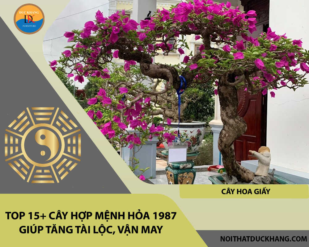 Top 15+ cây hợp mệnh Hỏa 1987 giúp tăng tài lộc, vận may - Cây hoa giấy
