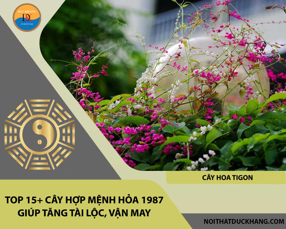 Top 15+ cây hợp mệnh Hỏa 1987 giúp tăng tài lộc, vận may - Cây hoa tigon