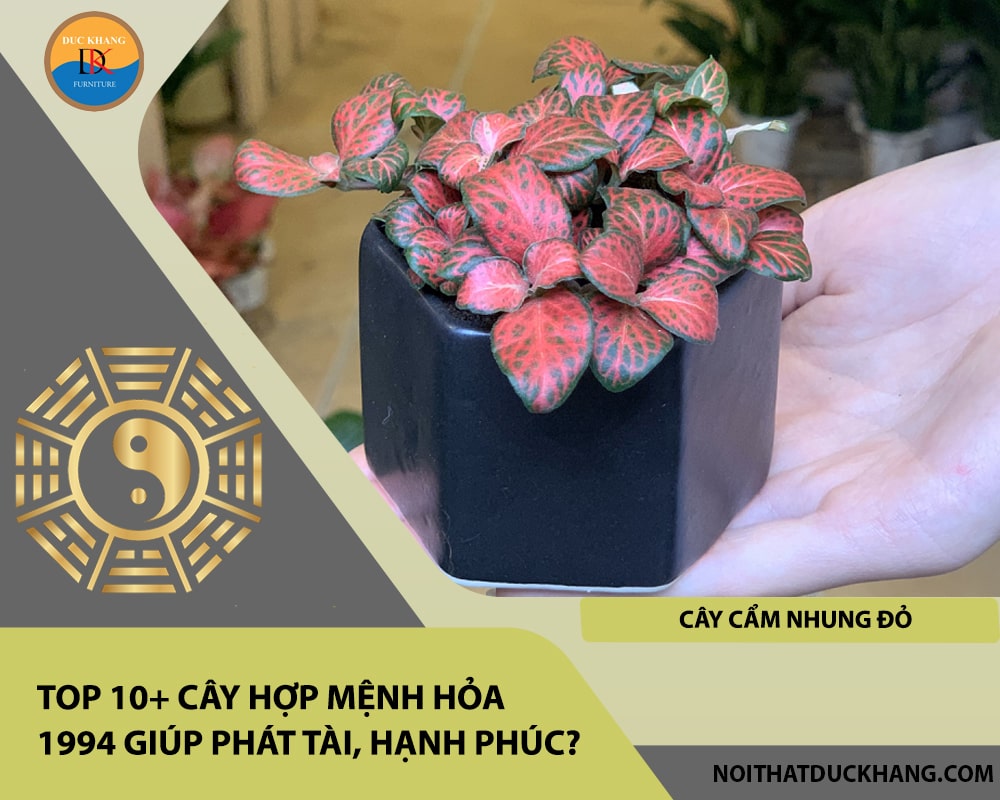 Top 10+ cây hợp mệnh Hỏa 1994 giúp phát tài, hạnh phúc - Cây cẩm nhung đỏ Top 10+ cây hợp mệnh Hỏa 1994 giúp phát tài, hạnh phúc - Cây cẩm nhung đỏ