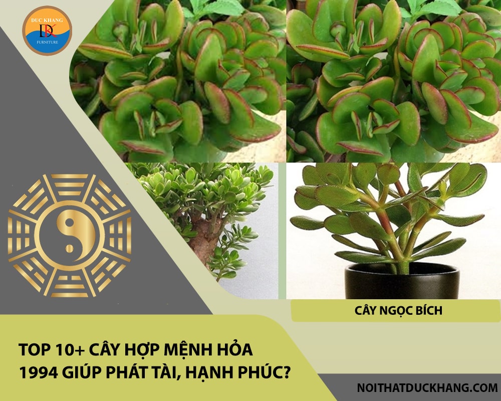 Top 10+ cây hợp mệnh Hỏa 1994 giúp phát tài, hạnh phúc - Cây ngọc bích Top 10+ cây hợp mệnh Hỏa 1994 giúp phát tài, hạnh phúc - Cây ngọc bích