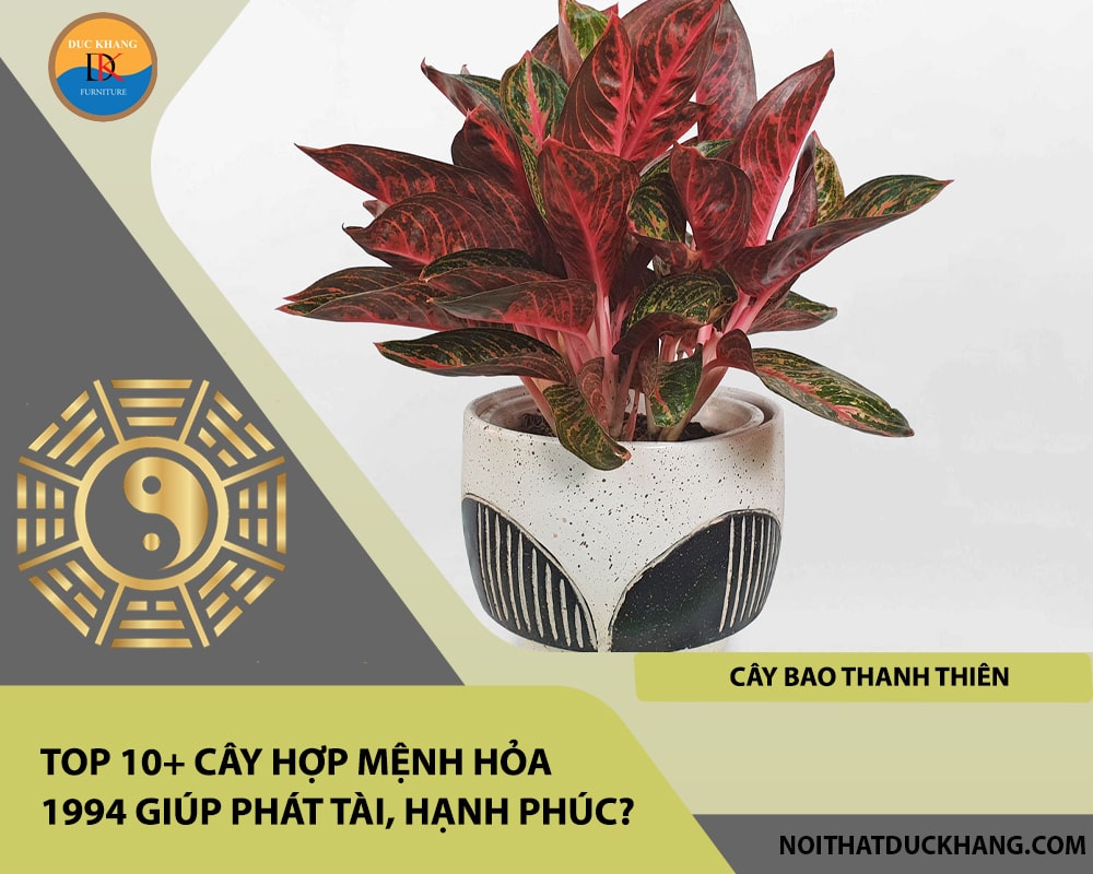 Top 10+ cây hợp mệnh Hỏa 1994 giúp phát tài, hạnh phúc - Cây bao thanh thiên Top 10+ cây hợp mệnh Hỏa 1994 giúp phát tài, hạnh phúc - Cây bao thanh thiên