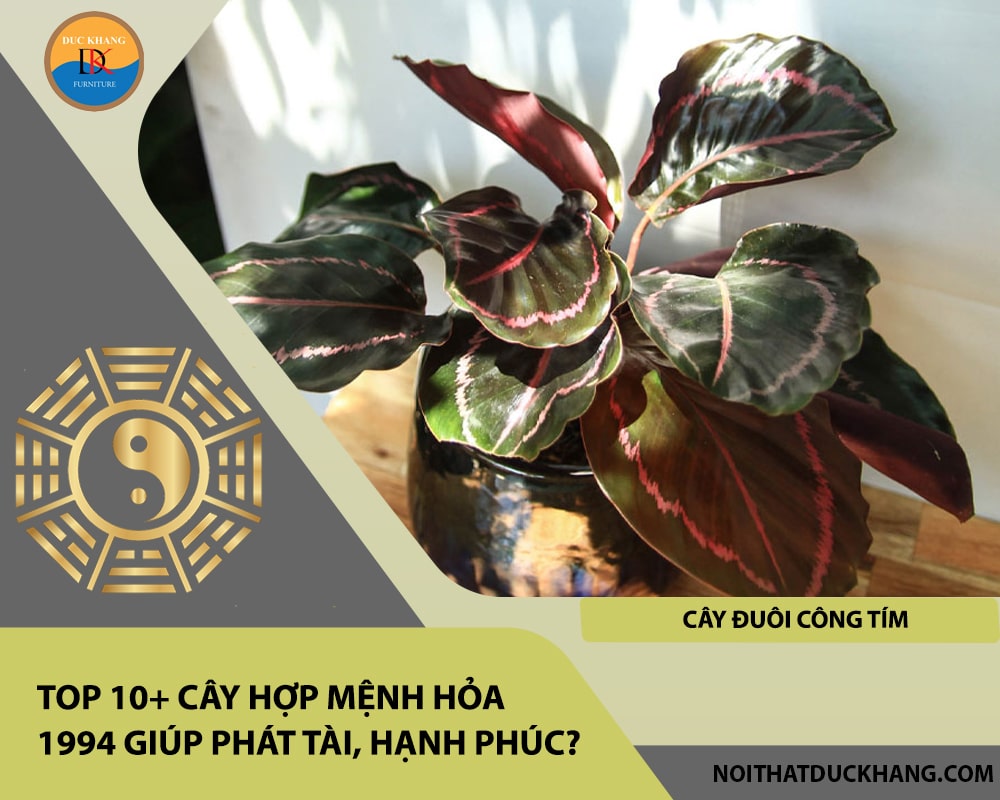Top 10+ cây hợp mệnh Hỏa 1994 giúp phát tài, hạnh phúc - Cây đuôi công tím Top 10+ cây hợp mệnh Hỏa 1994 giúp phát tài, hạnh phúc - Cây đuôi công tím