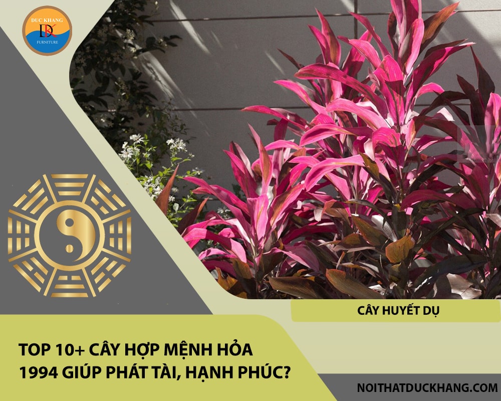 Top 10+ cây hợp mệnh Hỏa 1994 giúp phát tài, hạnh phúc - Cây huyết dụ Top 10+ cây hợp mệnh Hỏa 1994 giúp phát tài, hạnh phúc - Cây huyết dụ