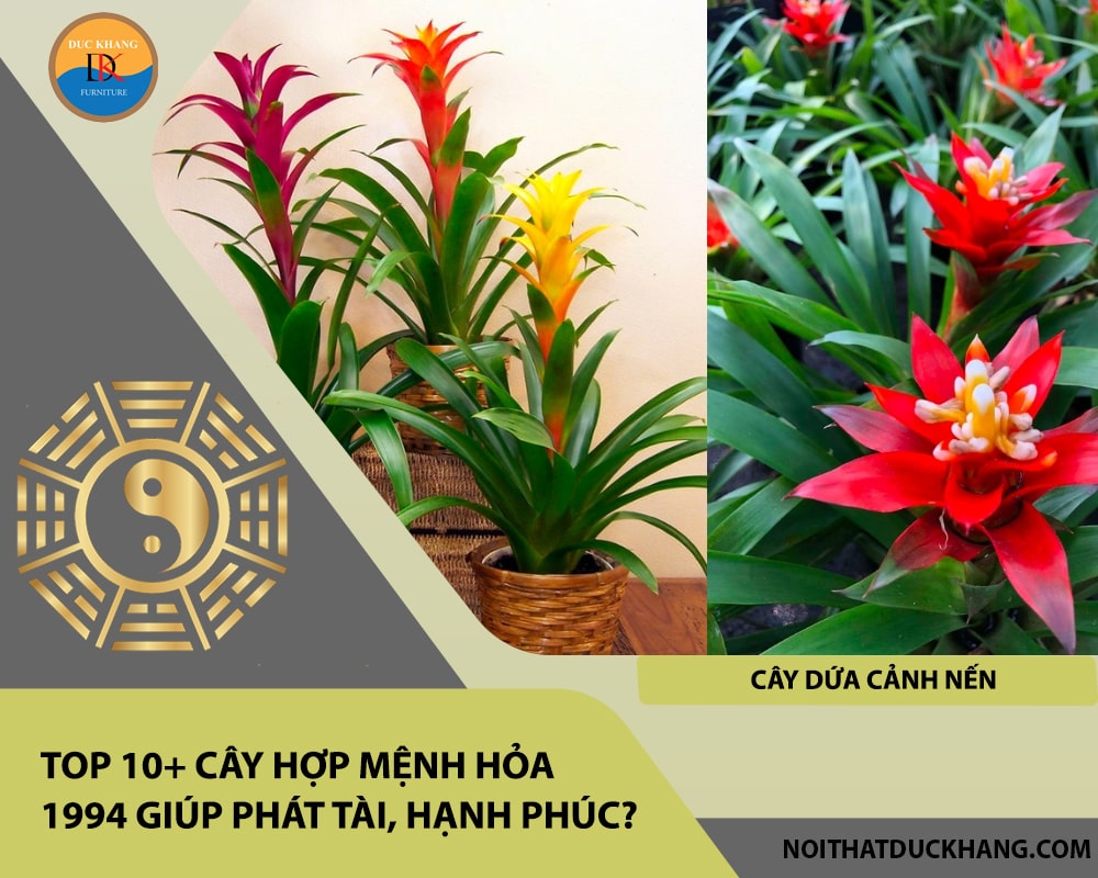 Top 10+ cây hợp mệnh Hỏa 1994 giúp phát tài, hạnh phúc - Cây dứa cảnh nến Top 10+ cây hợp mệnh Hỏa 1994 giúp phát tài, hạnh phúc - Cây dứa cảnh nến