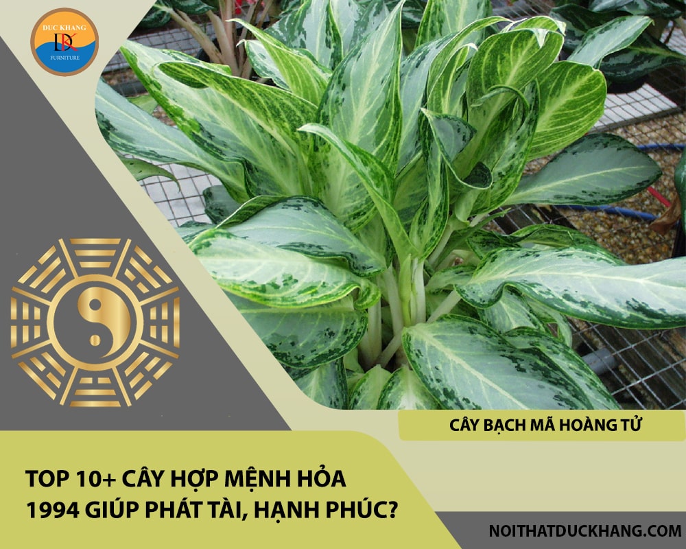Top 10+ cây hợp mệnh Hỏa 1994 giúp phát tài, hạnh phúc - Cây bạch mã hoàng tử Top 10+ cây hợp mệnh Hỏa 1994 giúp phát tài, hạnh phúc - Cây bạch mã hoàng tử