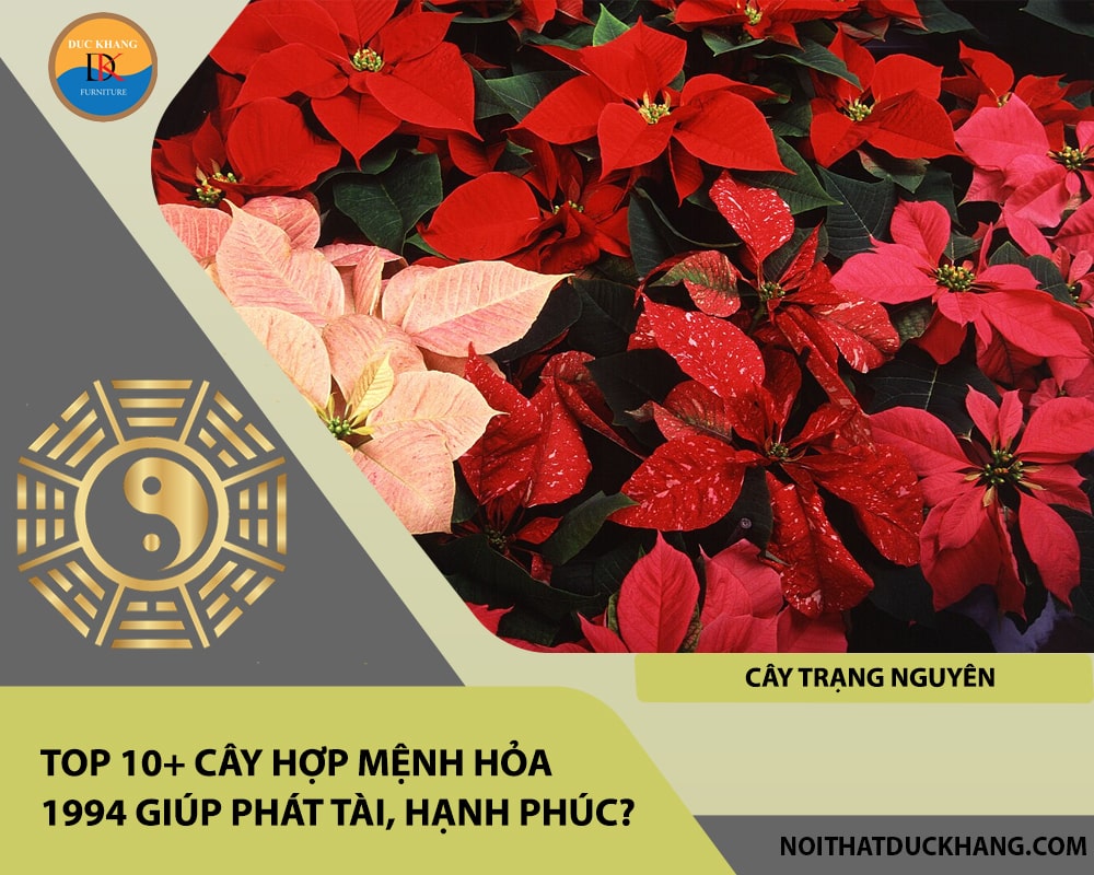 Top 10+ cây hợp mệnh Hỏa 1994 giúp phát tài, hạnh phúc?