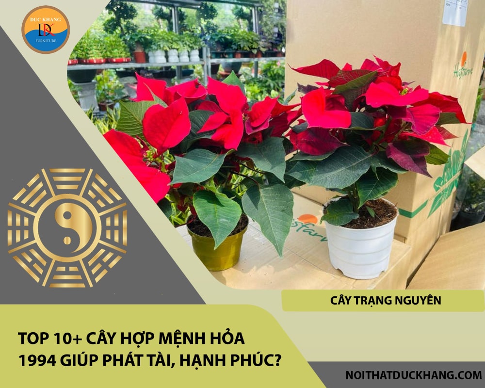 Top 10+ cây hợp mệnh Hỏa 1994 giúp phát tài, hạnh phúc - Cây trạng nguyên Top 10+ cây hợp mệnh Hỏa 1994 giúp phát tài, hạnh phúc - Cây trạng nguyên