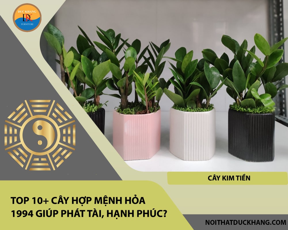 Top 10+ cây hợp mệnh Hỏa 1994 giúp phát tài, hạnh phúc - Cây kim tiền Top 10+ cây hợp mệnh Hỏa 1994 giúp phát tài, hạnh phúc - Cây kim tiền