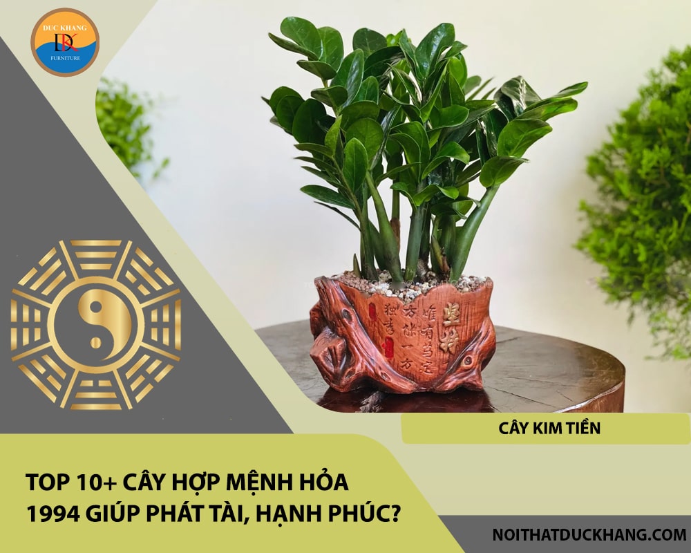 Top 10+ cây hợp mệnh Hỏa 1994 giúp phát tài, hạnh phúc - Cây kim tiền Top 10+ cây hợp mệnh Hỏa 1994 giúp phát tài, hạnh phúc - Cây kim tiền
