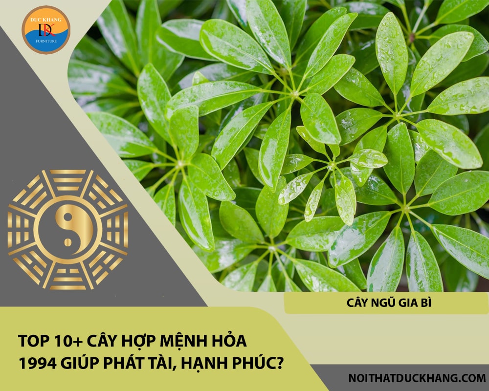Top 10+ cây hợp mệnh Hỏa 1994 giúp phát tài, hạnh phúc - Cây ngũ gia bì Top 10+ cây hợp mệnh Hỏa 1994 giúp phát tài, hạnh phúc - Cây ngũ gia bì
